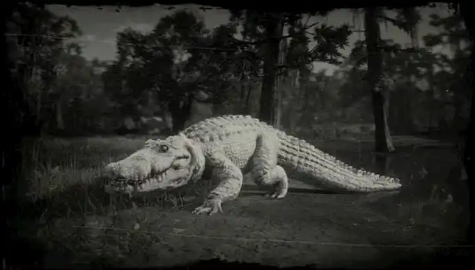 Black and white image of a white alligator
