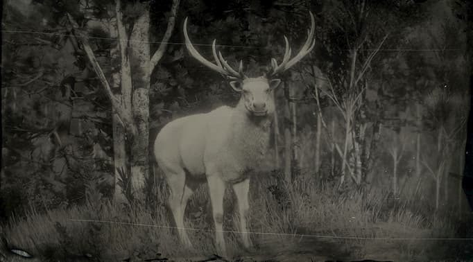 Black and white image of a white elk.