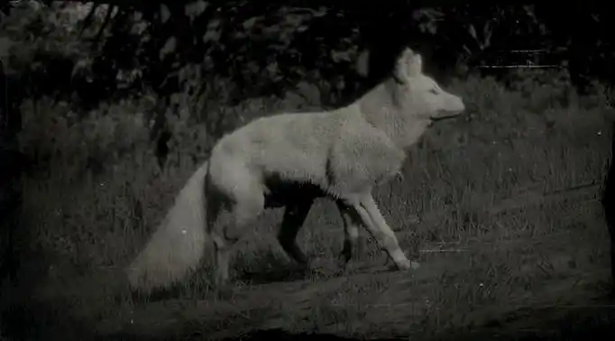 Black and white image of a white fox on a slope.