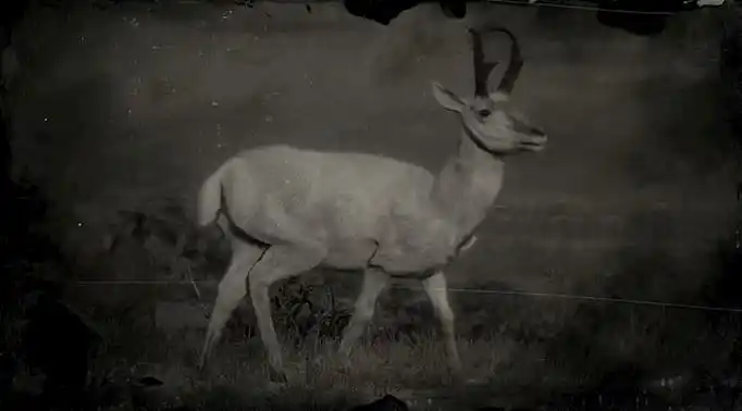 Black and white image of a white pronghorn buck.