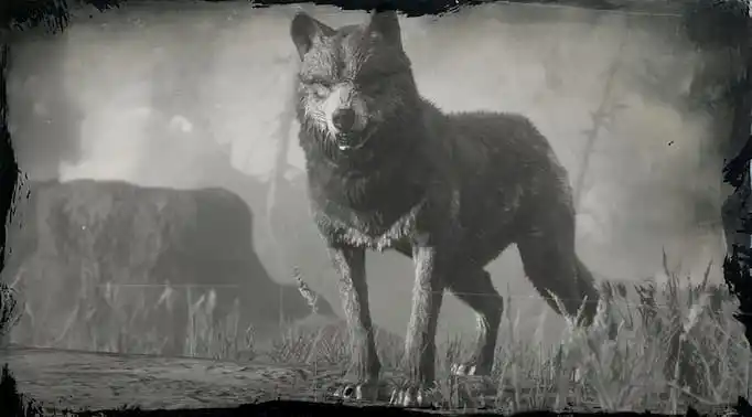 Black and white image of a wolf 