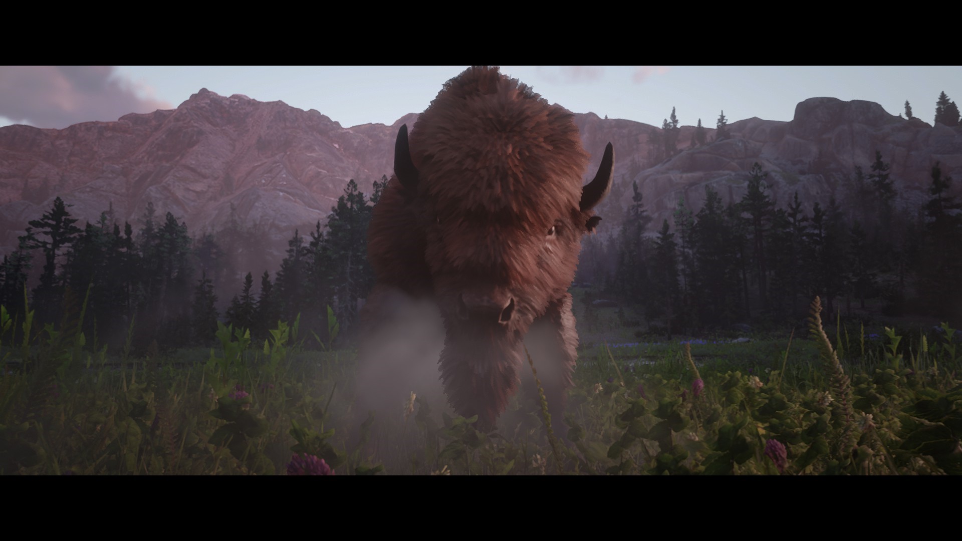 Legendary red bison in a field staring at the camera