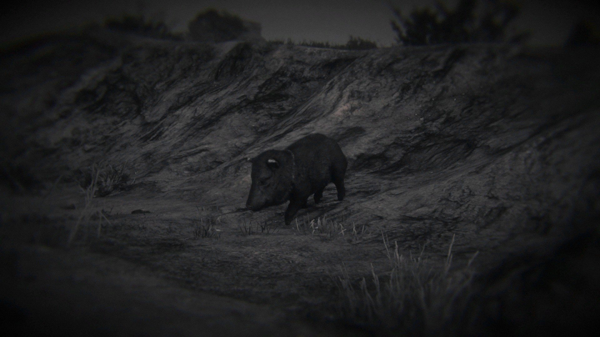 Collared peccary at night
