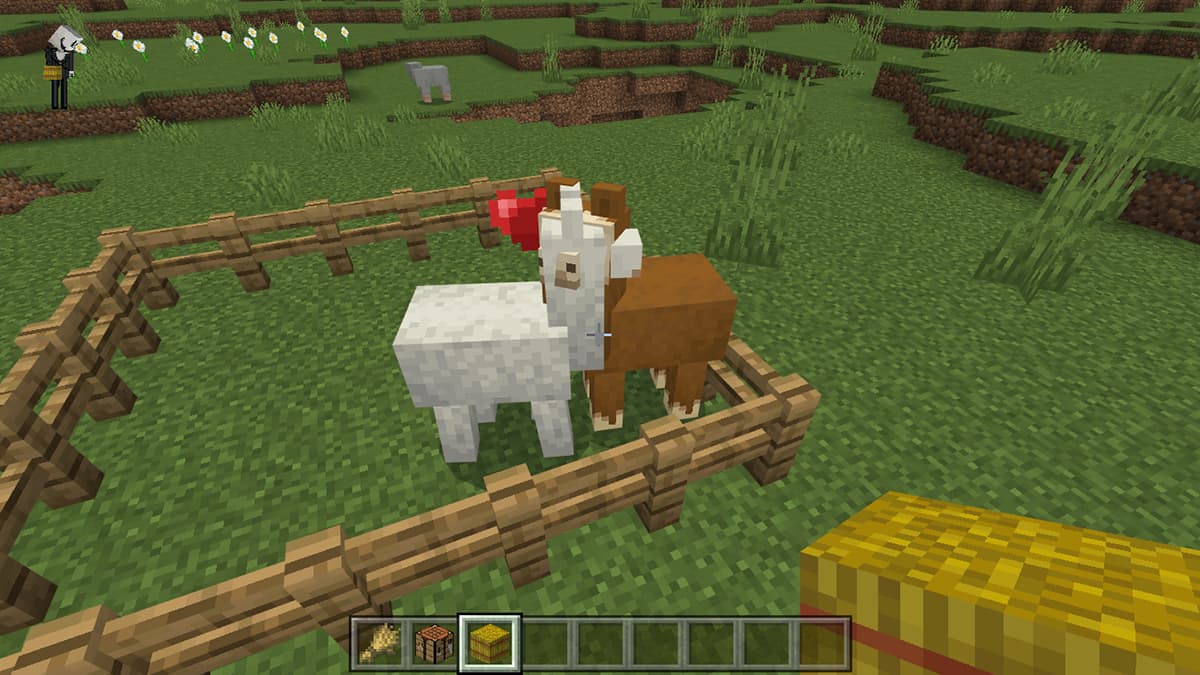 What do llamas eat in Minecraft?  – Game News