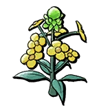 Immortal Life Brassica Flower