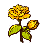 Immortal Life Golden Rose