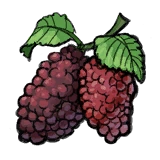 Immortal Life Mulberry Fruit