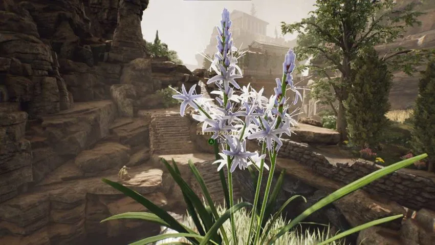 how-to-get-the-pretty-flower-in-the-forgotten-city