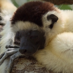 Sleeping Lemur