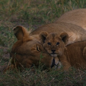 Sleeping Lioness and Cub