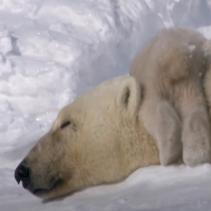 Sleeping Polar Bear and Cub